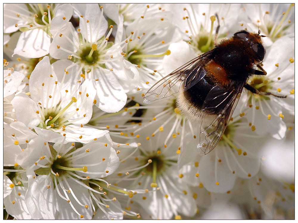 Schwebfliege in Schlehe..