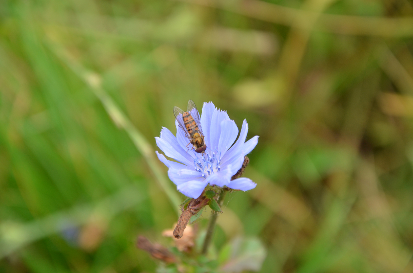 Schwebfliege in Wegwarte