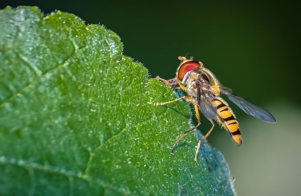 "SCHWEBFLIEGE" (ISO 2000 und Bildausschnitt"