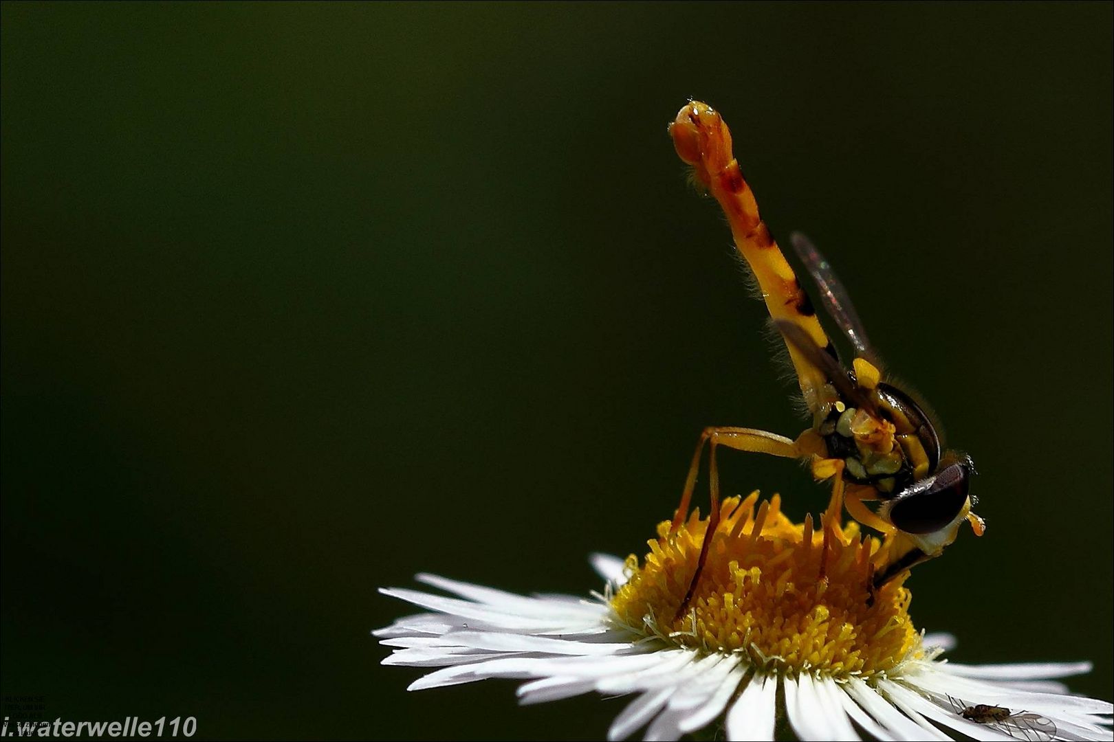 Schwebfliege ist geschickt