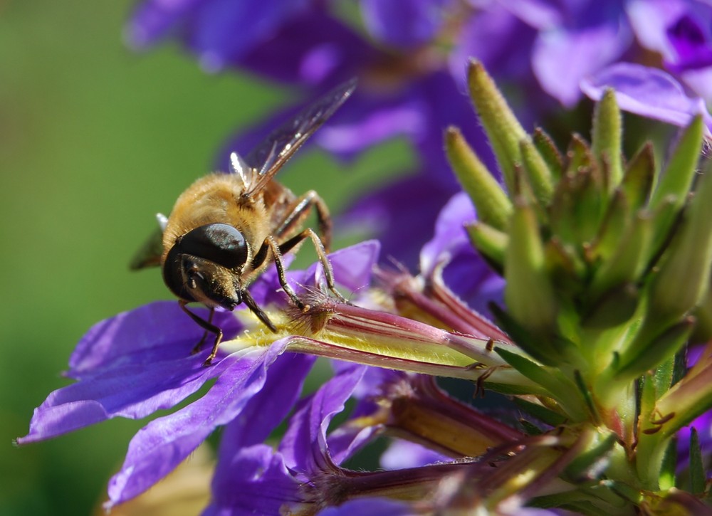 Schwebfliege - keine Biene!