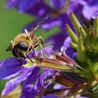 Schwebfliege - keine Biene!