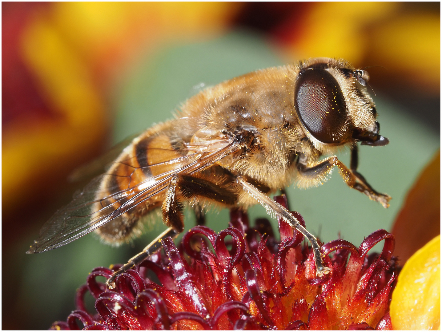 Schwebfliege, kleine Putzpause