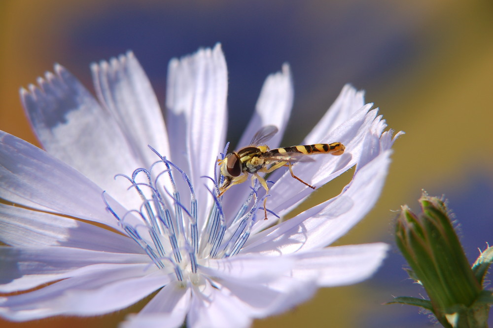 Schwebfliege küsst Wegwarte