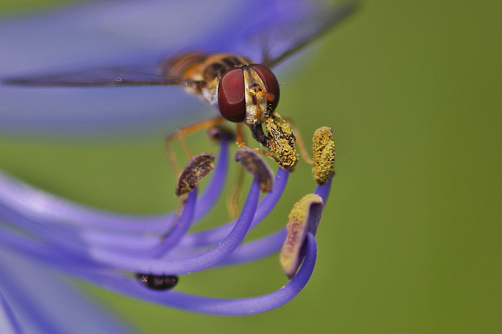 Schwebfliege labt sich am Blütenstempel