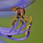 Schwebfliege labt sich am Blütenstempel