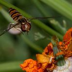 Schwebfliege landet