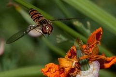 Schwebfliege landet