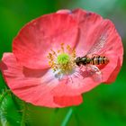 Schwebfliege liebt Mohn