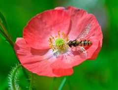 Schwebfliege liebt Mohn