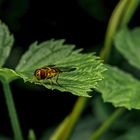 Schwebfliege macht extra für mich eine Pause