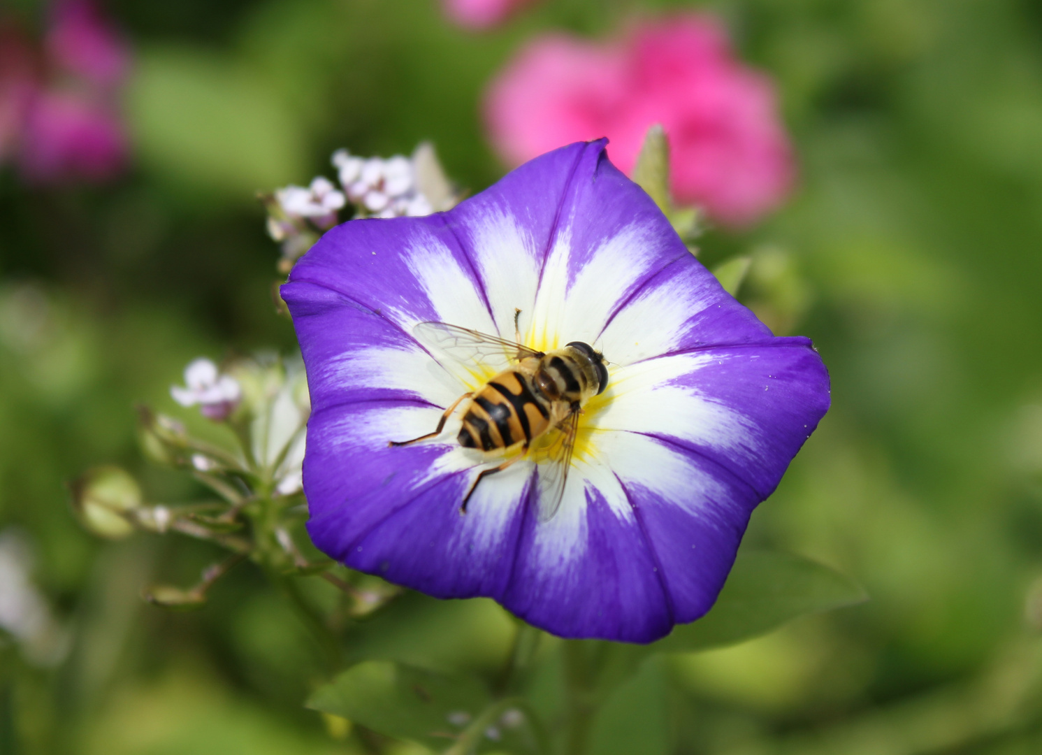 Schwebfliege macht Pause