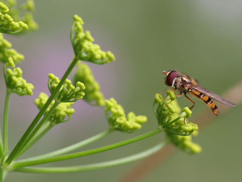 Schwebfliege macht Pause