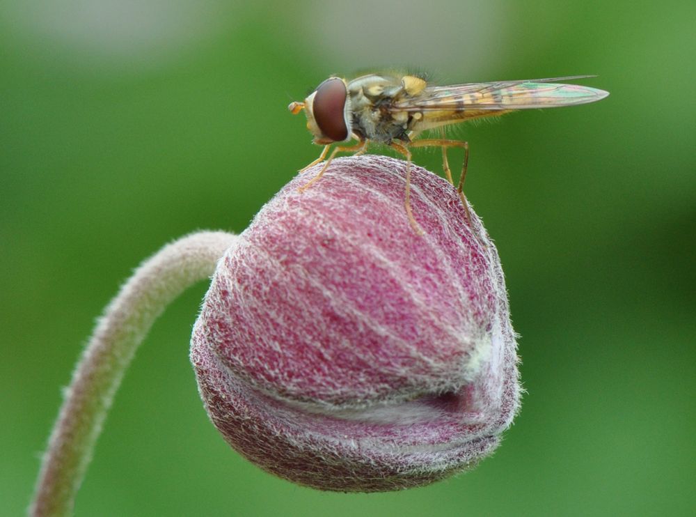 Schwebfliege macht Pause