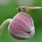 Schwebfliege macht Pause