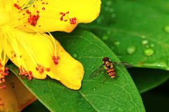 Schwebfliege macht Pause