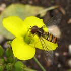 Schwebfliege mag Rucola