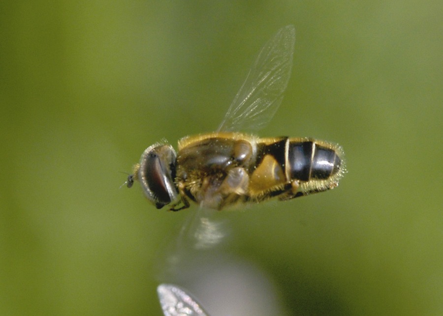 Schwebfliege Makro