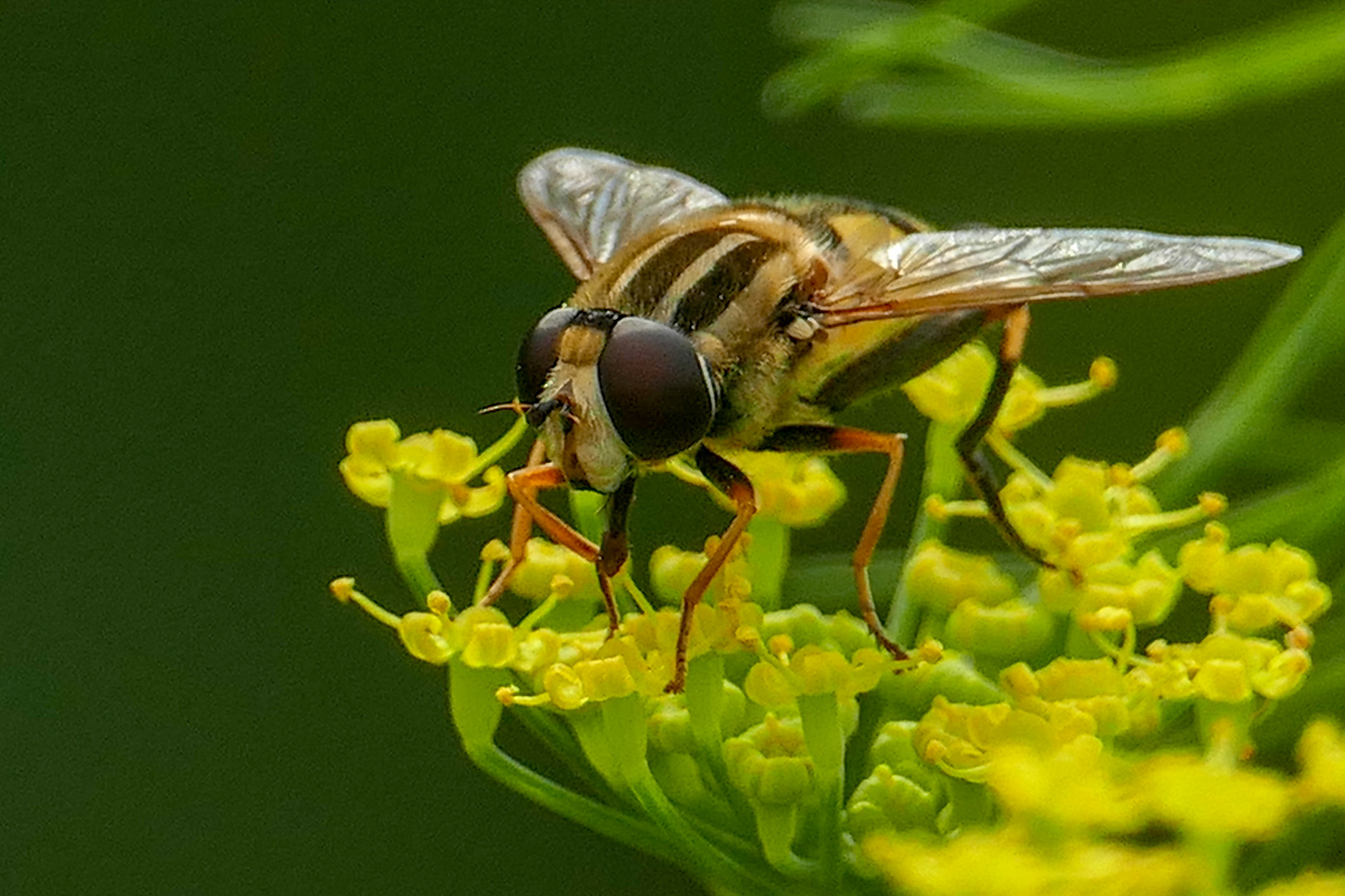 Schwebfliege mal groß 