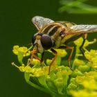 Schwebfliege mal groß 