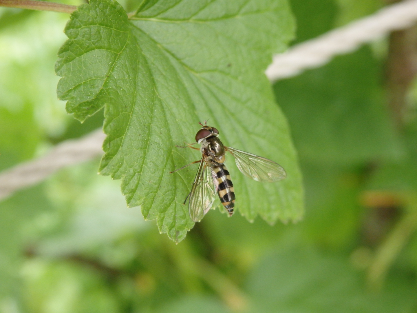 Schwebfliege Meliscaeva auricollis