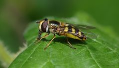 Schwebfliege mit aktiver Znge