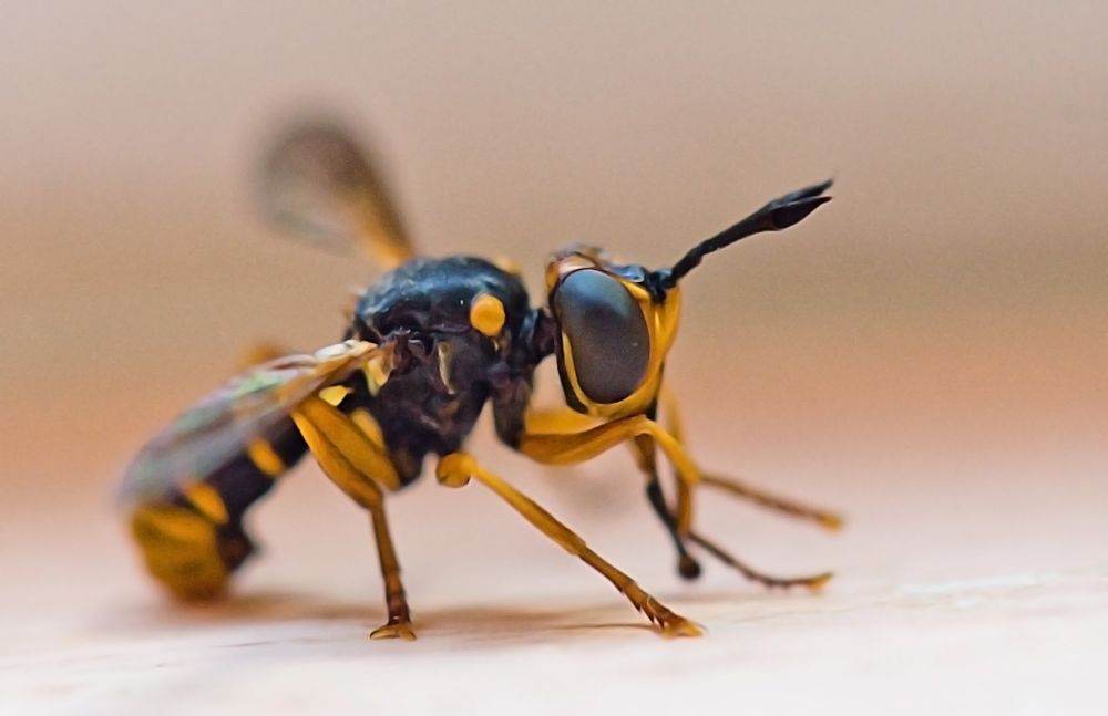 Schwebfliege mit ausgefahrenem Rüssel