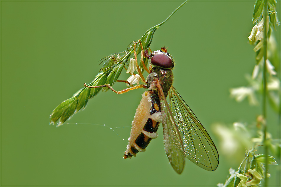 Schwebfliege mit Besuch