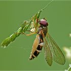 Schwebfliege mit Besuch