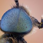 Schwebfliege? mit blauen Augen und Pfeife im Mund?