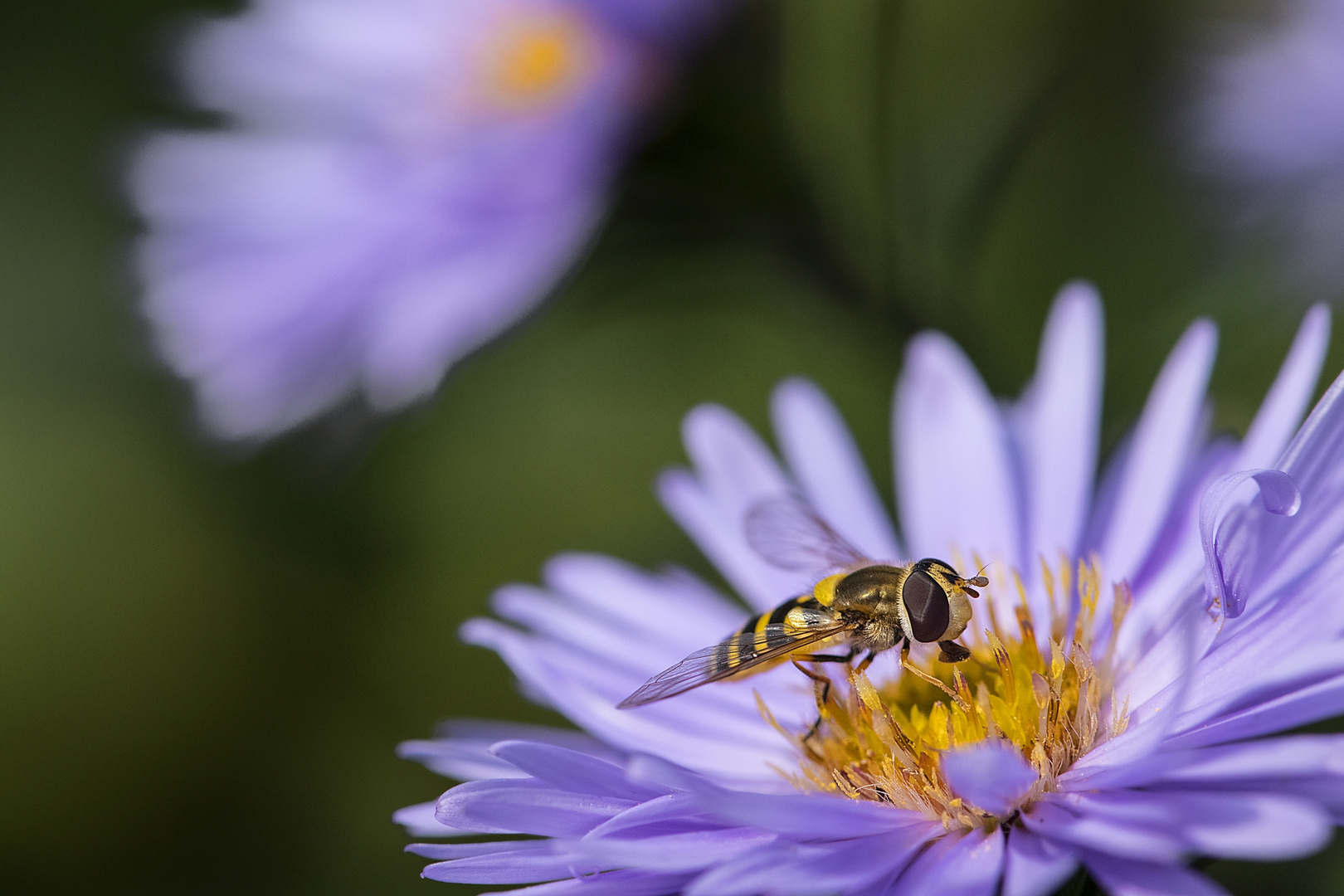 Schwebfliege mit Blüte