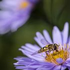 Schwebfliege mit Blüte