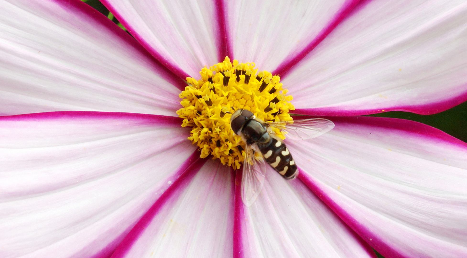 Schwebfliege mit Cosmea