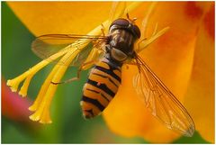 Schwebfliege mit Flugbegleiter