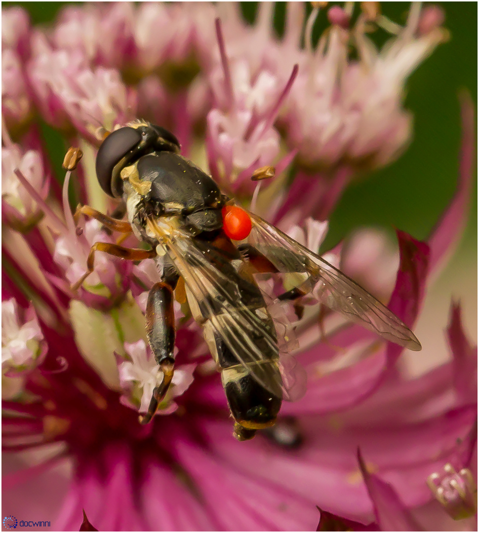 Schwebfliege mit Flugbegleiter