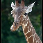 Schwebfliege mit Giraffe