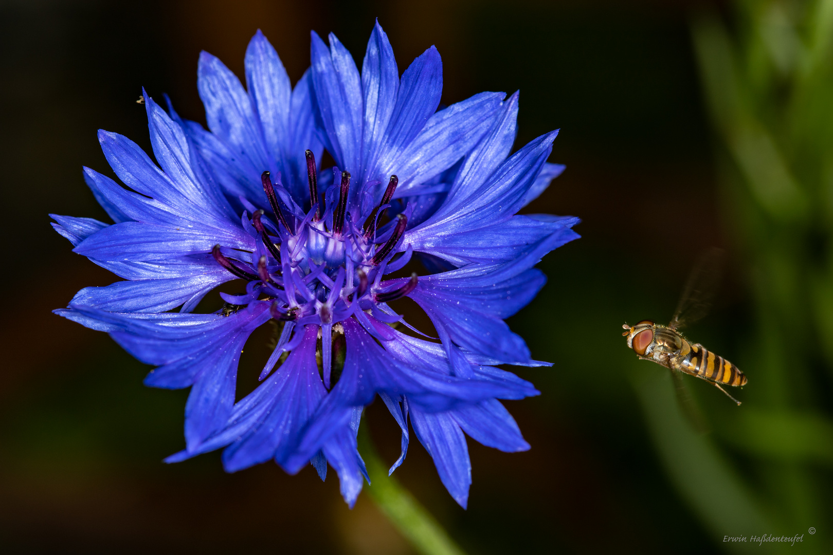 Schwebfliege mit Kornblume