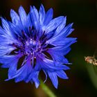 Schwebfliege mit Kornblume