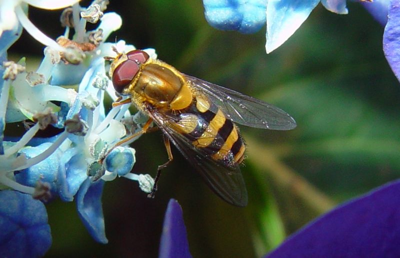 Schwebfliege mit roten Augen