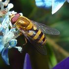 Schwebfliege mit roten Augen