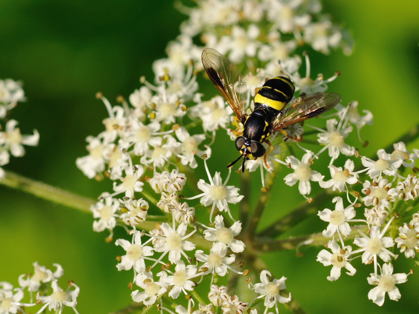 Schwebfliege mit schwarz-gelber Uniform