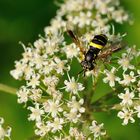 Schwebfliege mit schwarz-gelber Uniform