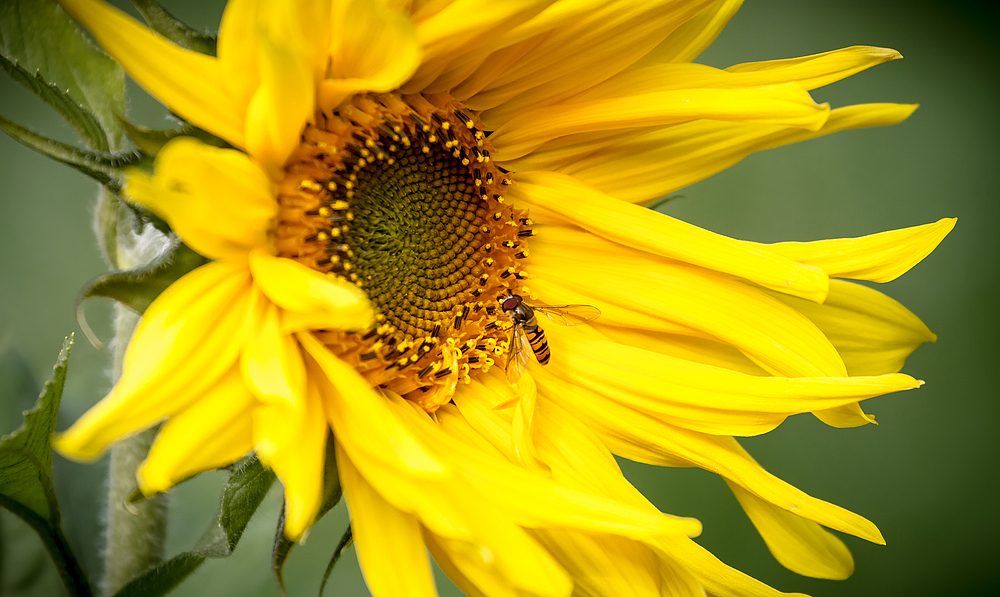 "Schwebfliege mit Sonnenblume oder Sonnenblume mit Schwebfliege"?