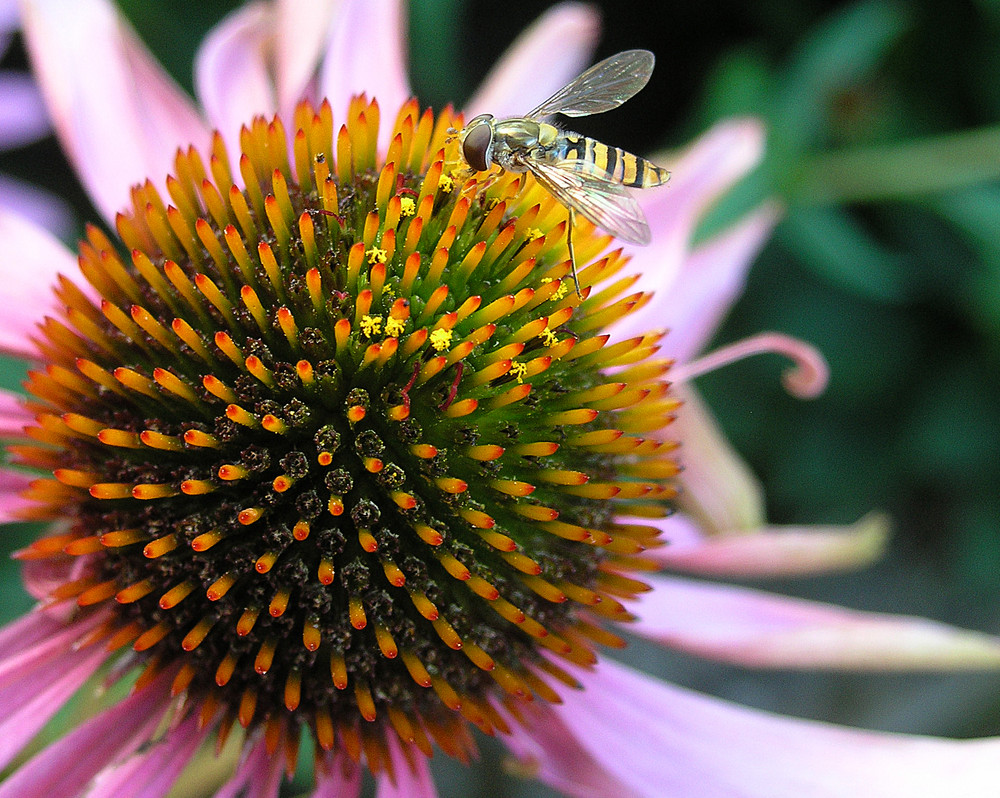 Schwebfliege mit Sonnenhut