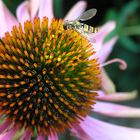 Schwebfliege mit Sonnenhut