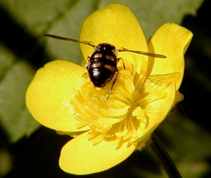 Schwebfliege mit Sumpfdotterblume oder umgekehrt