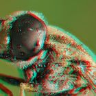 Schwebfliege mit Tau [3D]