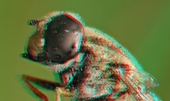 Schwebfliege mit Tau [3D]