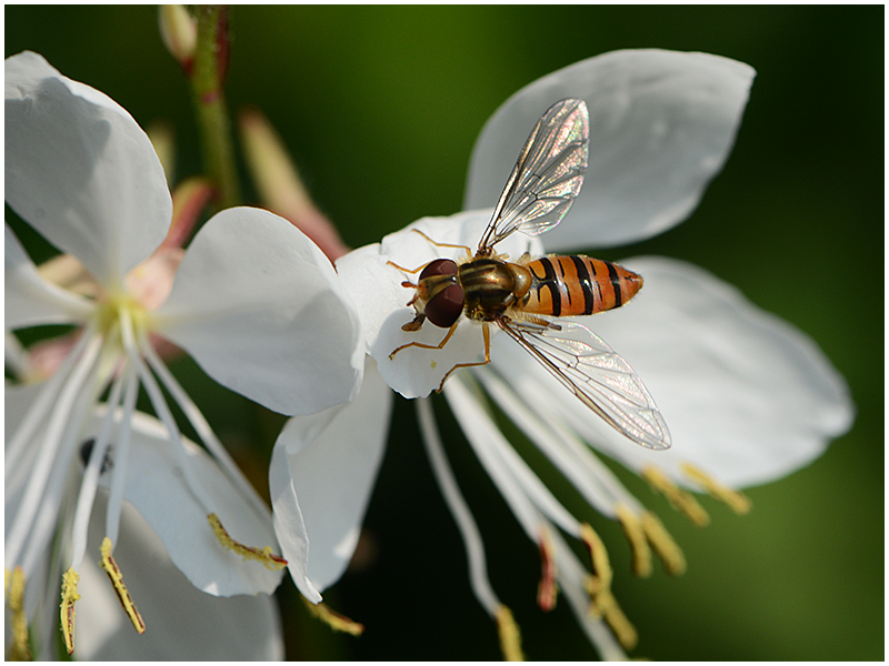 Schwebfliege mit Wochenendblümchen