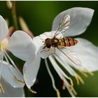 Schwebfliege mit Wochenendblümchen